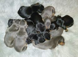 AKC registered Doberman Pinscher puppies
