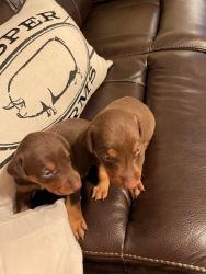 Doberman Puppies for Sale (Males)