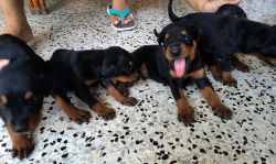 High quality Doberman puppies for sale in Salt Lake Kolkata