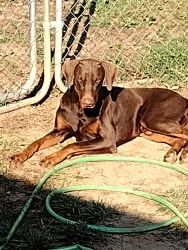 AKC registered chocolate male year and a half old Doberman