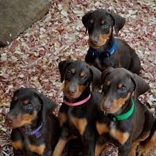 Healthy Doberman Pinchers Puppies Available
