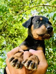 Doberman puppy for sell