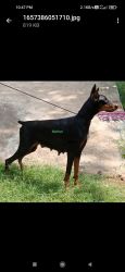Doberman puppies available in Mysore