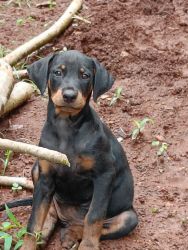 2 beautiful female Doberman puppies are still available. We would love