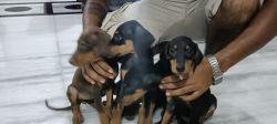 Pure Breed Doberman for sale