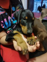 I’m trying to sell my 100% Doberman puppie