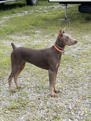 Six month old phone colored Doberman pincher pup female