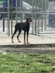 Full breed Doberman(checking out)