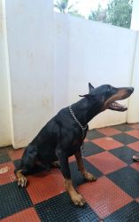 1.5 years old doberman for urgent sale