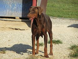 DOBERMAN ADULT RED/RUST FEMALE FOR SALE!