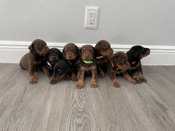 AKC Registered Doberman Puppies