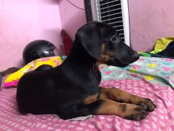 Doberman Puppy for Sale | 2.5 Months old Mumbai