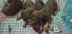 Pure breed Doberman pincher puppy available for sale of 28 days