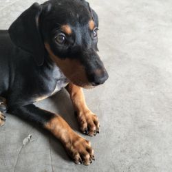 Want to sell my 2 puppies dobermen breed 2.5 months babies