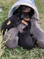 Cutest Doberman puppies!!!