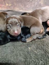 European Doberman puppies for sale