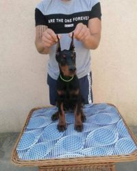 We have Doberman puppies available .