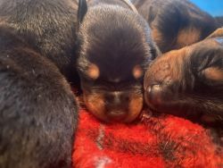 Rotterman puppies available