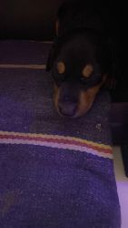 Doberman female puppy for sale in Dhanbad Bhuipore