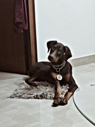 We would like to sell doberman Pinscher who's 8 months old and has an