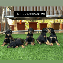 Champion Line Doberman Puppies. With KCI Registration.