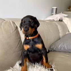 Healthy and adorable male and female doberman pinscher puppies availab