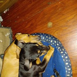 I have two female Doberman puppies