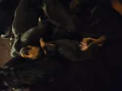 Doberman pinscher Puppies