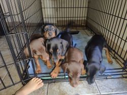 Doberman puppies ready for new home