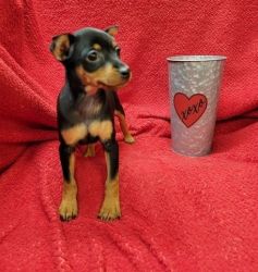 Miniature Pinscher Puppies for sale.