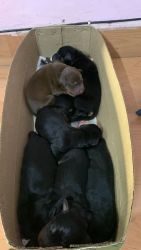 Doberman puppy for sell