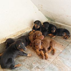 Doberman Puppies for sale
