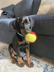 Doberman puppy (9 weeks) (Weaverville)