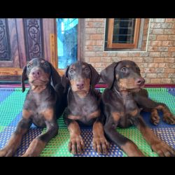 Pure Doberman puppies for sale