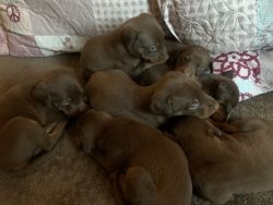 Full-bred European Doberman Puppies