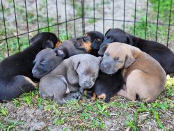 Doberman mastiff mix puppies