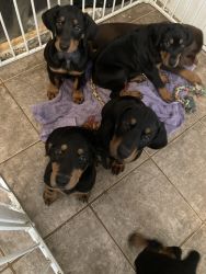 Puppies need new home