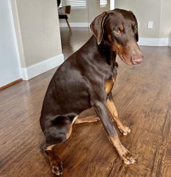 Doberman pincher puppy looking for new home
