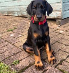doberman puppies for loving home