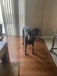 11 month old purebred Doberman pincher $200 to get home