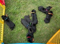 Doberman Pups with papers