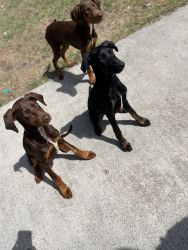 Puppies for sale in Harris county
