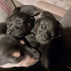 Mixed doby puppies for Free