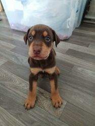 Adorable Boxerman Pinscher Puppies In Need Of A New Loving Home