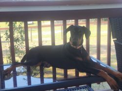 5 month old female doberman for rehoming