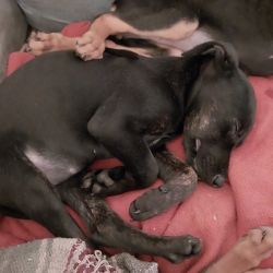 Mixed Dobie and whippet puppies 2 sisters left