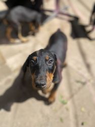 Doberman puppies looking for home