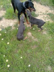 Two adorable blue doberman puppies