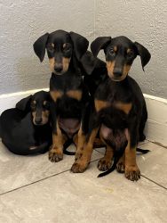5 Doberman puppies