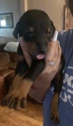 Dobie babies ready for forever homes July 20